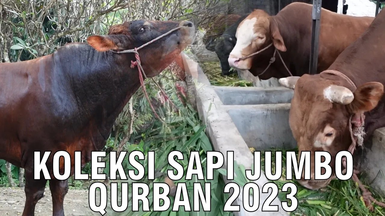
                                 Koleksi-Sapi-Kurban-Super-Jumbo-2023